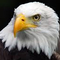 Thumb eagle1